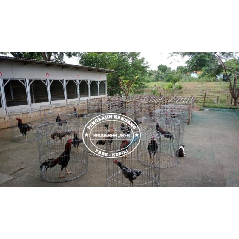 TERMURAH KANDANG GALVANIS BULAT DIAMETER 80 CM TINGGI 75 CM SONGKOK KURUNGAN AYAM ii-67