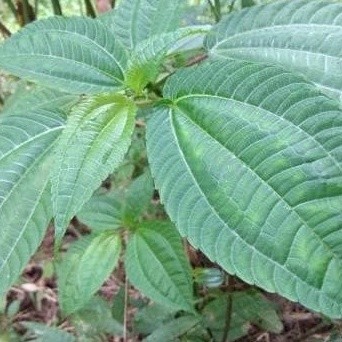 

Baru Daun Pohpohan Poh pohan lalap sunda segar 100 gram bisa COD ML plant