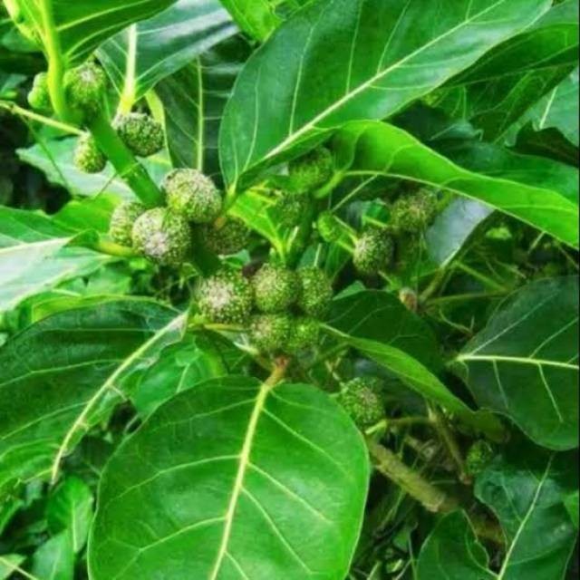 

Jual Daun Awar Awar Segar Frest 1 Kg