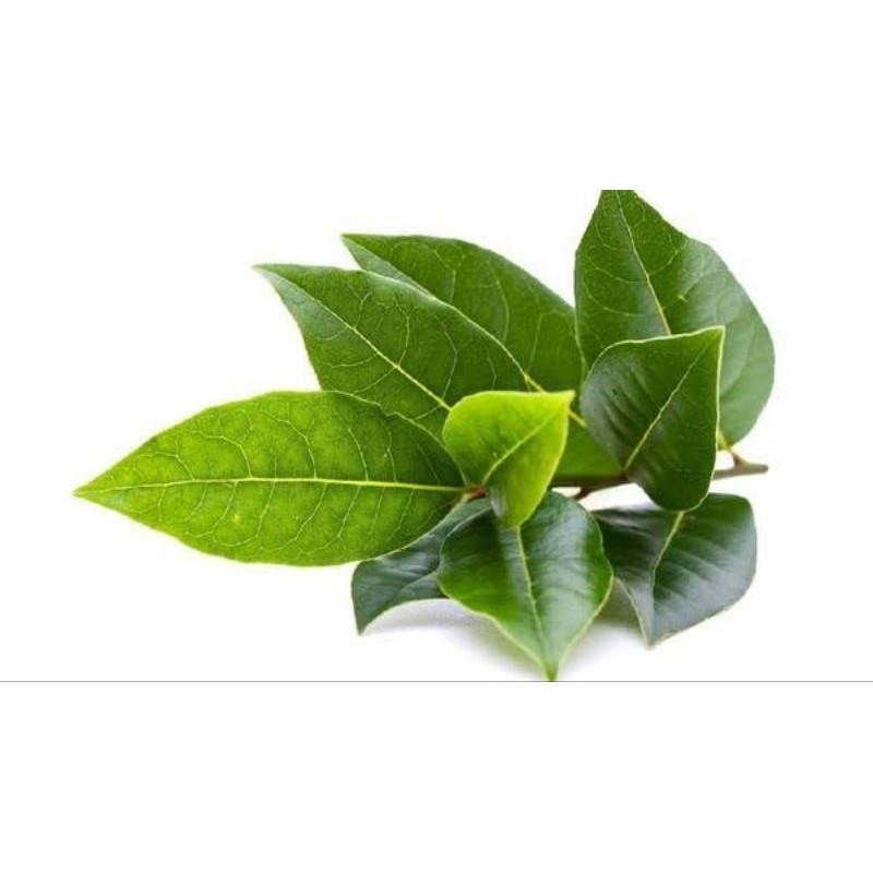 

Daun Salam Segar [ GOS ] 100% organik langsung petik 100 lembar kreatif store .