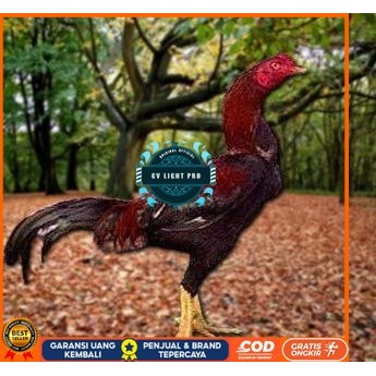 Telur Ayam Pakhoy Full Brakot Ori Siap Di Tetaskan Jaminan Super Oiginal Bergaransi CV LIGHT PRO