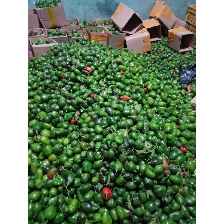 

READY MURAH cabe gendot 1kg, cabe lombok, cabe gendol