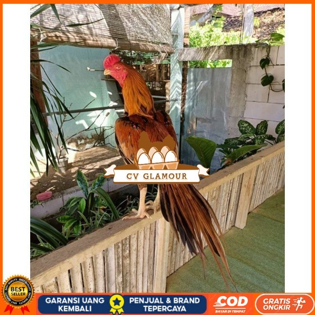 

TELUR AYAM BANGKOK EKOR LIDI UNTUK DI TETASKAN CV GLAMOUR