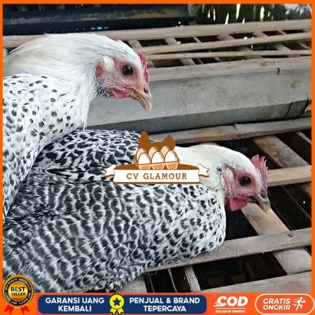 

Telur ayam arab / telur ayam hias / telur fertil siap kirim CV GLAMOUR