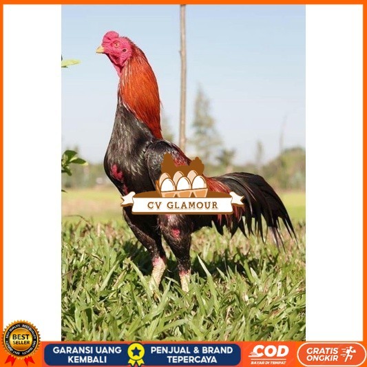 

3 EKOR TELUR BIRMA SUPER PROMO MURAH (COD) CV GLAMOUR