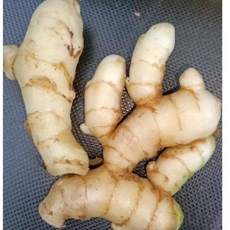 

. kunyit putih fres . menjaga kesehatan hati. ginjal dan juga kangker 250 gram fres