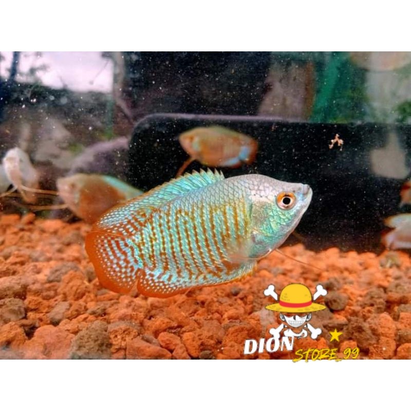 ikan hias SEPAT ALIUS PAKET ISI 5