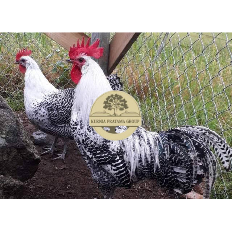 

TELUR FERTIL AYAM ARAB PETELUR HANDAL INDUKAN TERSELEKSI UNTUK DI TETASKAN KURNIA PRATAMA GROUP