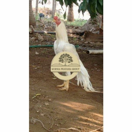 

Telur ayam hias putih nasional bangkok putih siap tetas - ayam nasional KURNIA PRATAMA GROUP