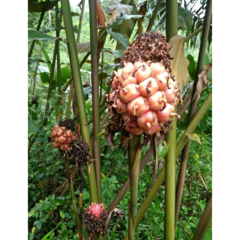 

TERLARIS buah honje segar 1kg