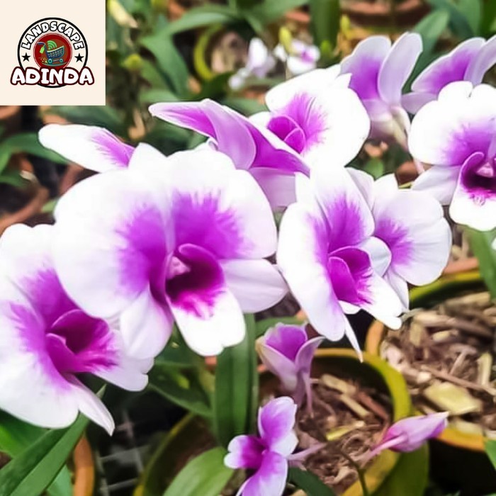 [BISA BAYAR DI TEMPAT] Anggrek Dendrobium Mini Yaya Victoria - Dewasa