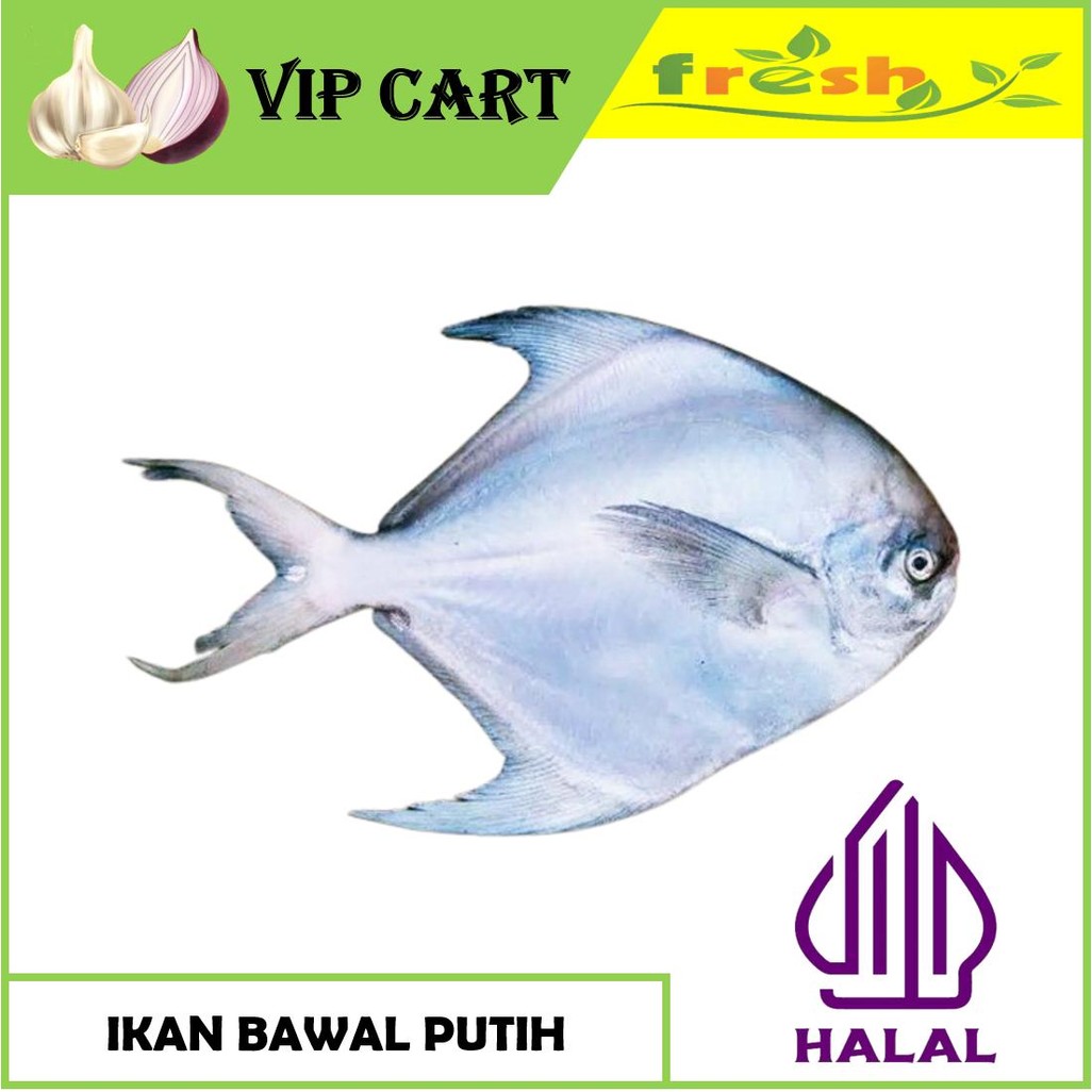 

IKAN BAWAL PUTIH BAWAL LAUT - IKAN SEGAR