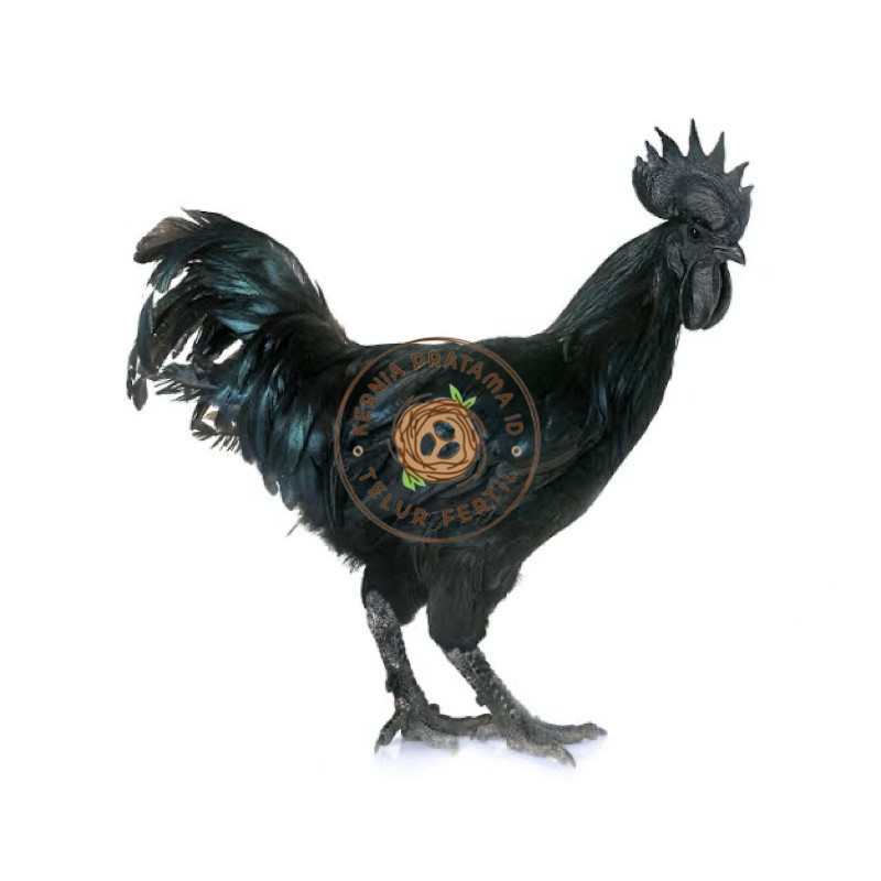 

TELUR FERTIL AYAM CEMANI LH UNTUK DI TETASKAN KURNIA PRATAMA ID