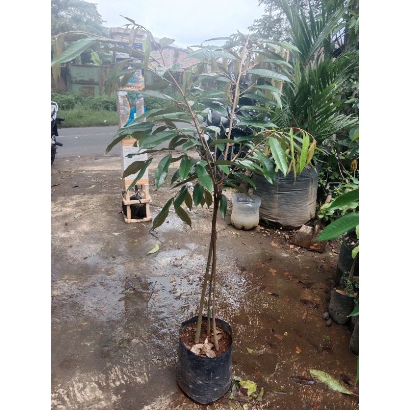 Bibit durian kaki 3 jenis “duri hitam, musang king, super tembaga”