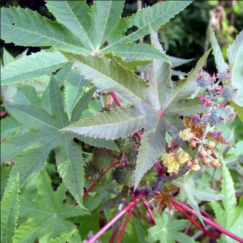 

OHI Paket Hemat Daun Kaliki Merah 250Gram