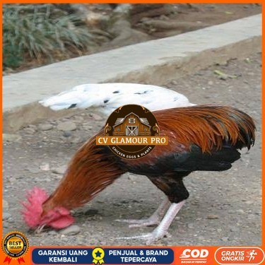 

Telur ayam tukung / telur ayam hias / telur fertil siap ditetaskan CV GLAMOUR PRO