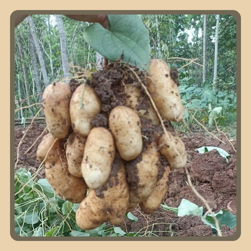 

Gembili/Umbi Gembili 1kg(Siap Rebus).