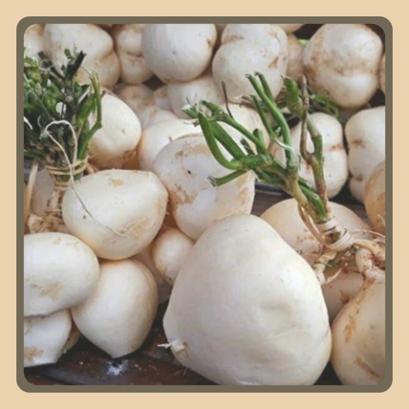 

Bengkoang bengkuang fresh 1 kg langsung ambil dari kebun