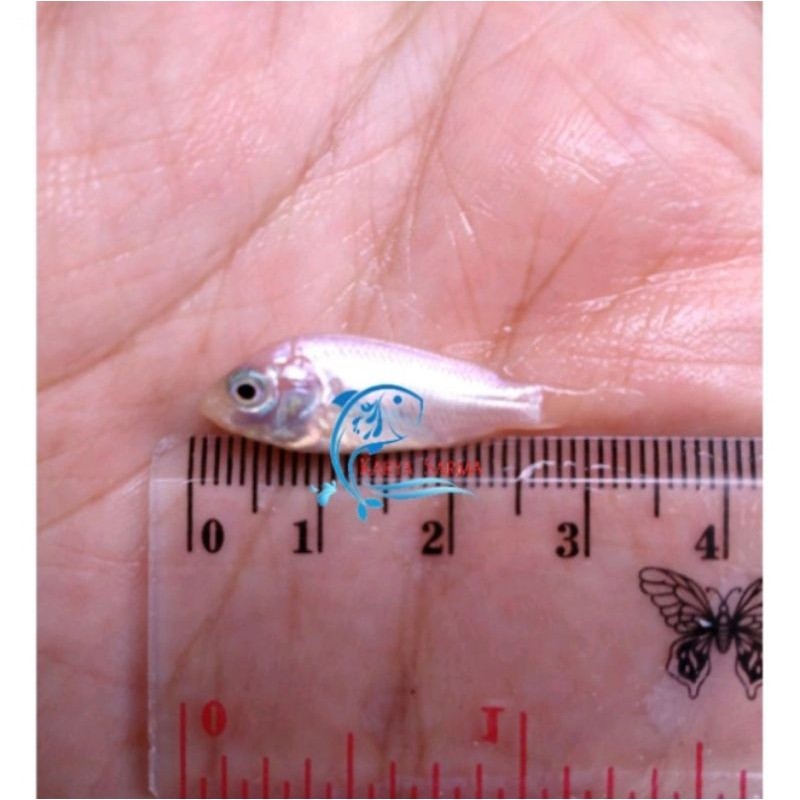 stiker hiasan gacor Bibit ikan nila merah Bangkok ukuran 2/3 isi 100 ekor..