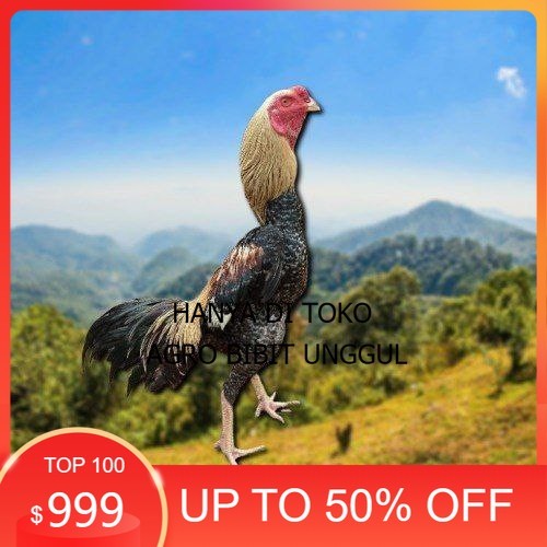 

telur tetas ayam shamo aduan siap di tetaskan agro.bibit.unggul