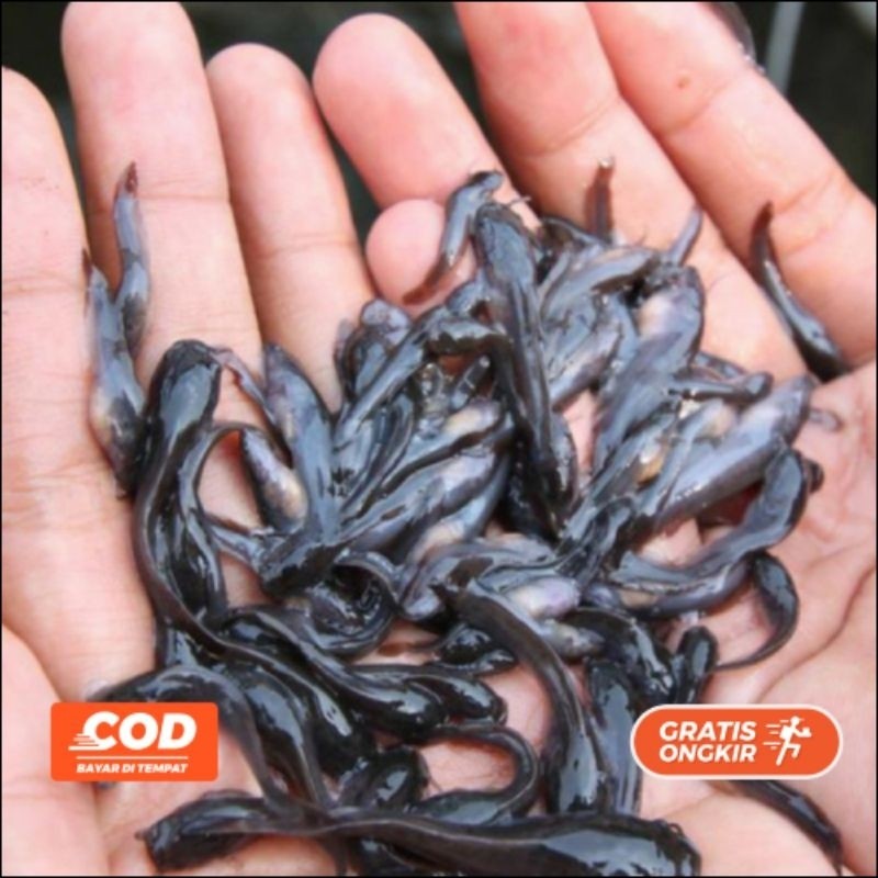 Bibit Lele Sangkuriang Murah Isi 50-100 Ekor Siap Budidaya