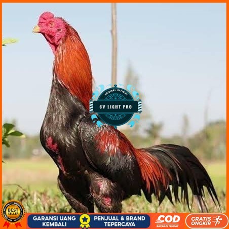 

Telur ayam bangkok super petarung aduan fertil siap ditetaskan CV LIGHT PRO