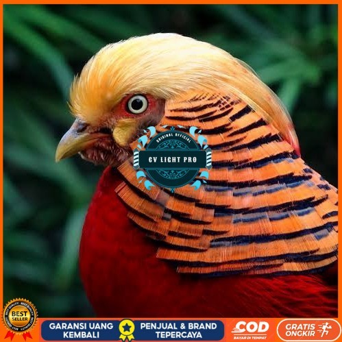 

Telur ayam ringneck golden pheasant telur ayam hias fertil siap tetas CV LIGHT PRO