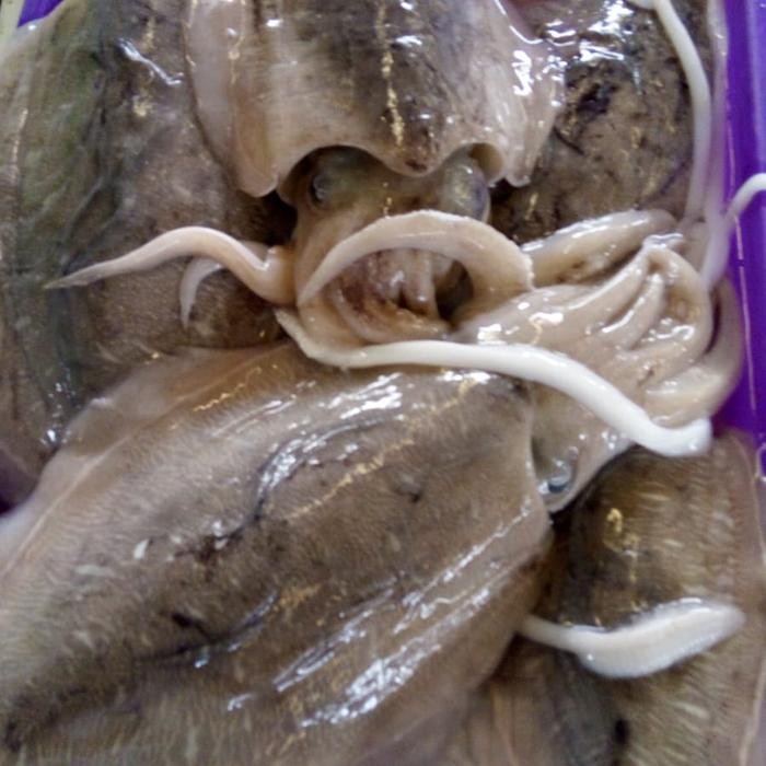 

Cumi Karang/Sotong 1 kg