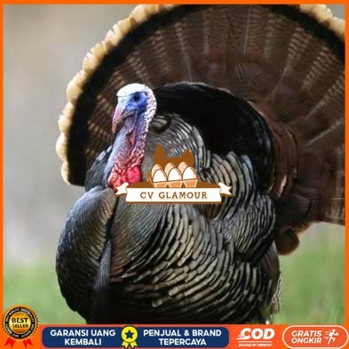 

Telur ayam kalkun jumbo fertil asli ditetaskan CV GLAMOUR