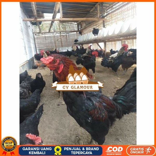 

Telur ayam KUB petelur handal fertil siap ditetaskan - telur ayam kub CV GLAMOUR