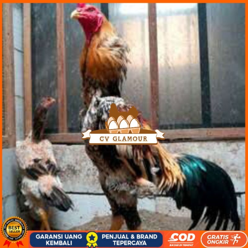 

TELUR TETAS AYAM SHAMO EROPA UNTUK DI TETASKAN CV GLAMOUR