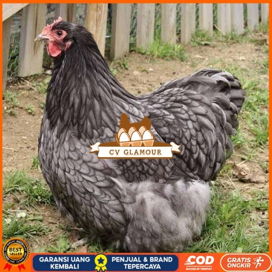 

Telur ayam bantam chocin / telur ayam hias / telur fertil siap cod CV GLAMOUR