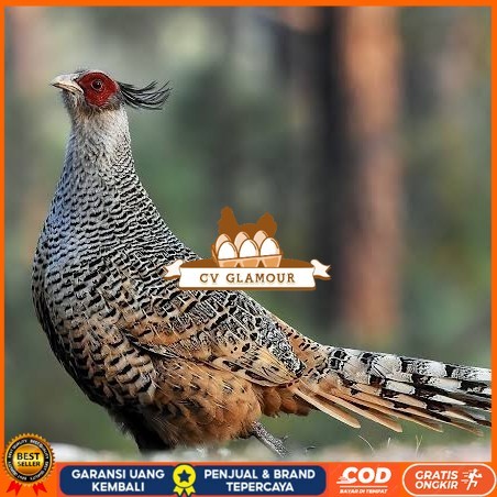 

Telur ayan hias ringneck cheer pheasant fertil untuk ditetaskan CV GLAMOUR