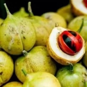 

. Buah Pala Segar dan Fres 1000 gram . bisa untuk di jadikan manisan, fres