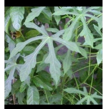 

Daun gedi sgar 5o lmbar daun herbal .