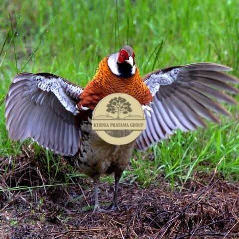

Telur ayam hias ringneck elliot pheasant fertil siap ditetaskan KURNIA PRATAMA GROUP