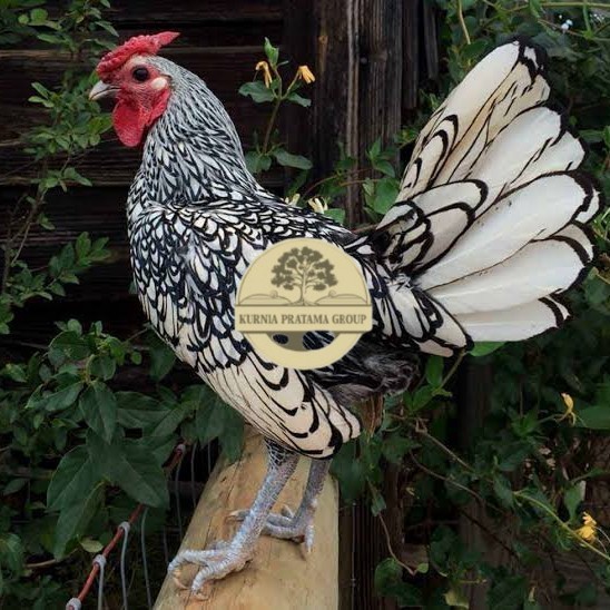 

Telur ayam serama / kate batik italy kanada fertil asli ori siap tetas KURNIA PRATAMA GROUP