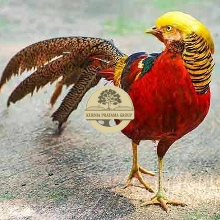 

telur ayam golden pheasant hias fertil asli siap ditetaskan - golden pheasant KURNIA PRATAMA GROUP