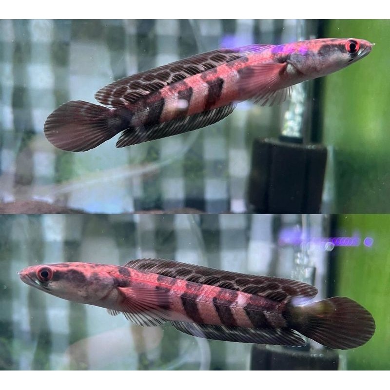 Channa Red Barito Bar Rapi kece Sortiran Simet Bahan Progres,Ikan Channa Red Barito Simet Bar Rapih 