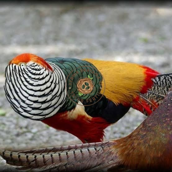 

Telur ayam hias ringneck lady red amherst pheasant fertil siap tetas KURNIA PRATAMA ID