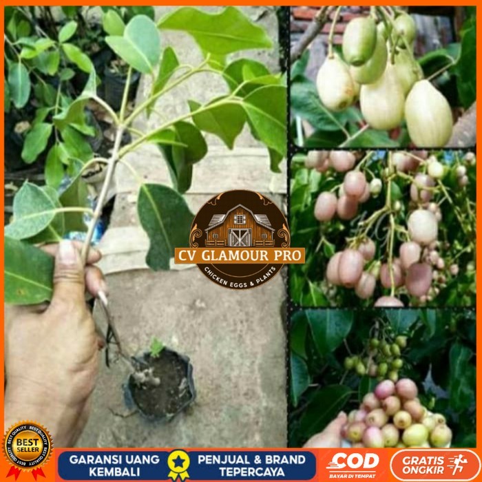 BIBIT JUWET PUTIH TANPA BIJI OKULASI/ BIBIT TANAMAN JUWET PUTIH UNGGUL Bibit Tanaman Super Unggul CV