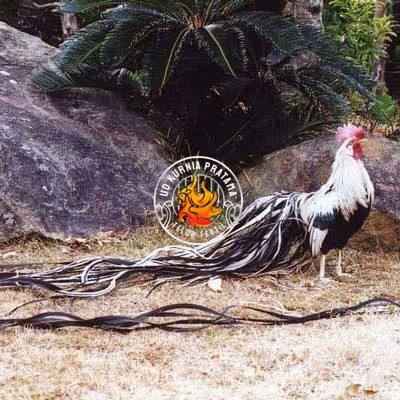 

Telur ayam hias onagadori ekor panjang fertil asli siap ditetaskan - ayam onagadori UD KURNIA PRATAMA