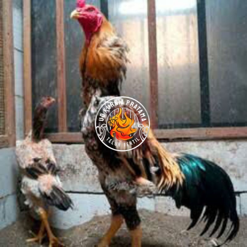 

TELUR TETAS AYAM SHAMO EROPA UNTUK DI TETASKAN UD KURNIA PRATAMA