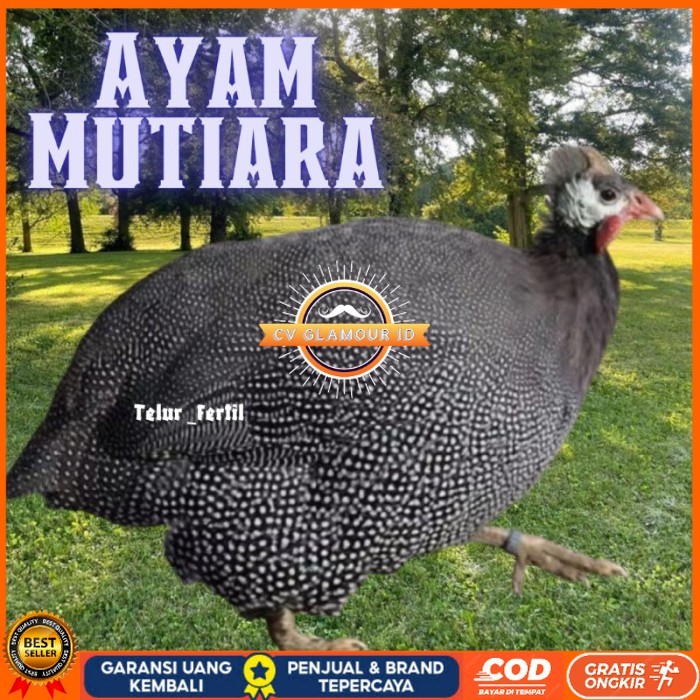 

telur ayam mutiara untuk tetaskan original berkualitas CV GLAMOUR ID