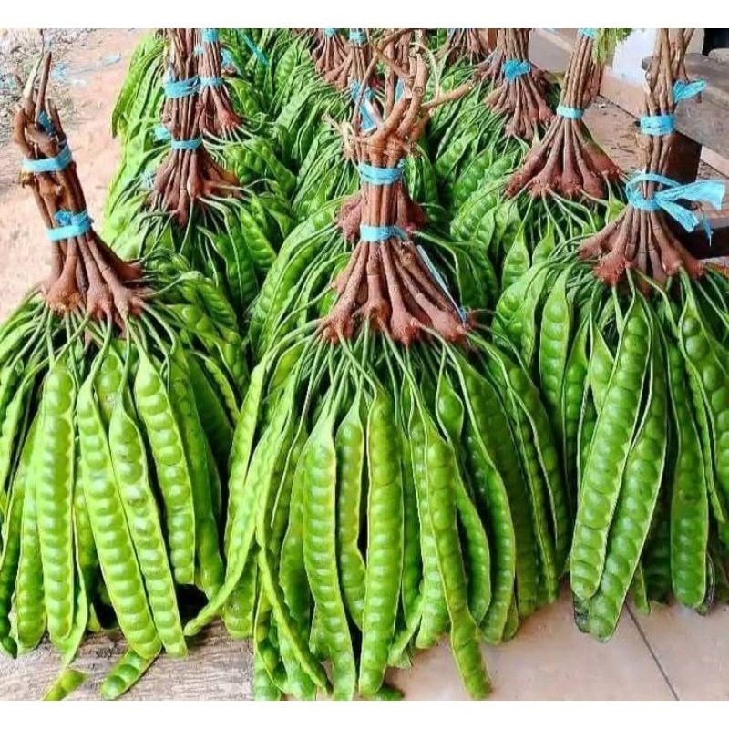 

OHI Petai Tua 1 Papan PETAI/PETE Petai Peteuy Pete Segar I Buah Pete I Makanan Buah I Segar