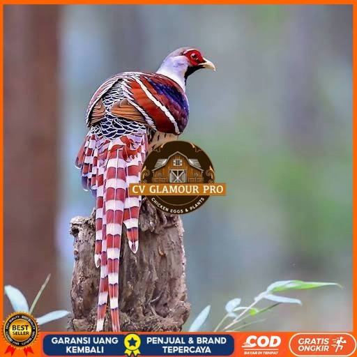 

Telur ayam hias ringneck hume's pheasant fertil untuk ditetaskan CV GLAMOUR PRO