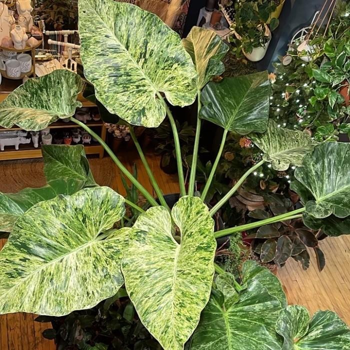 Giant Monster Philodendron Giganteum Variegated Blizzard Tanaman Philo