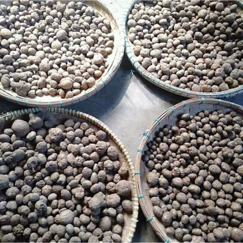 1KG BIJI KATAK SUPER  / BIBIT UMBI PORANG BERAT BERSIH 1KG terlaris dan viral