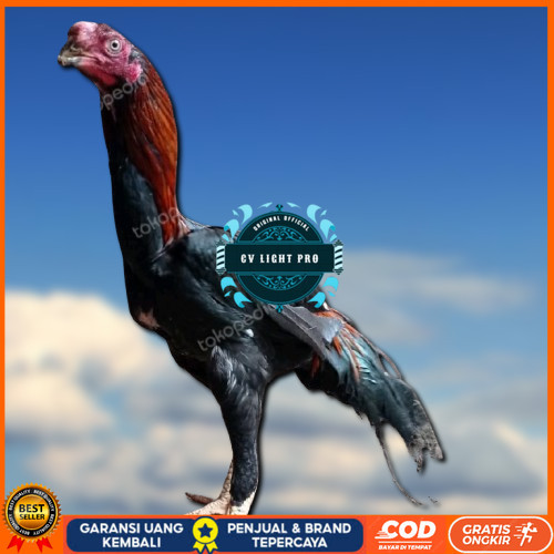 

4 BUTIR TELUR ASSEL HARGA KERJA!! CV LIGHT PRO