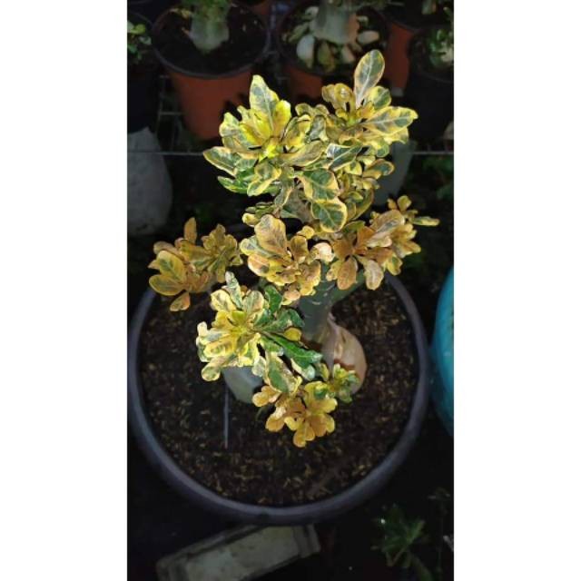 (PROMO BISA COD) Adenium SocoTranum Varigata